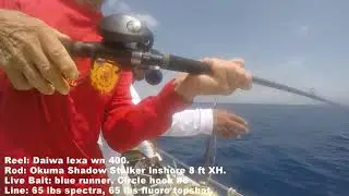 Daiwa Lexa Winn 400 vs medium size  amberjack