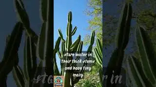 How Do Cactus Plants Survive Without Water