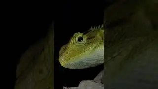 #macrophotography #macroperfection #nature #reptiles #macro #wildlife #animal