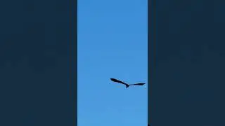 Blue Heron in flight #nature #fun #canada #beautiful #birds #animals #wildlife #herons #flight