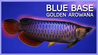 Amazing Malaysia Golden Blue Base Arowana | Most Expensive Arowana Fish