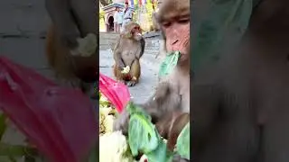 #monkeybaby #monkeyface #monkeys #monkey #monkeycute #monkeyfunny #monkeylove #funny #gozila