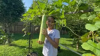 Today&rsquo;s harvest from our garden.#zone7b #zone8a #bottlegourd, #bittergourd #garden #flowers #harvest