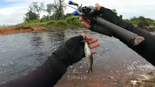 Ikannya sampai berebut menyambar