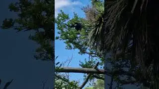 #gibbon #monkey #fotawildlifepark #monkeys #gibbons #screaming #noise #zoo #cork #ireland #familyfun