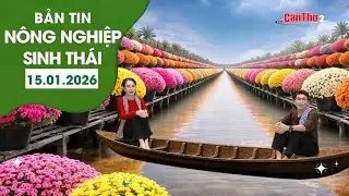 Nông dân ĐBSCL kỳ vọng mùa hoa Tết | NNST 15.01.2026