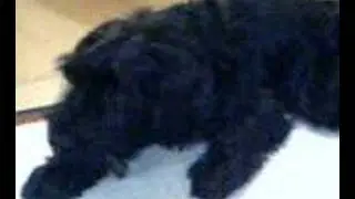 Zen enjoying her 1st roo tail