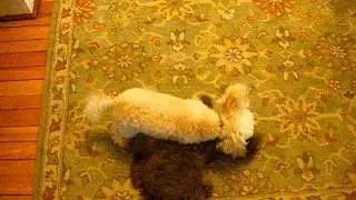 Toy poodles on a rampage!