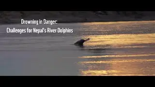 Drowning in Danger: Challenges for Nepal's River Dolphins