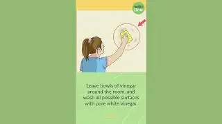 Does Vinegar Kill Urine Odor?