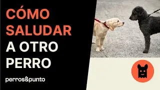 Errores al SALUDAR a OTRO PERRO🐶 y cómo hacerlo bien