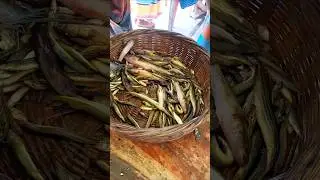 Fresh Fish Selling in Auction #fishvideo #fishing #bigfish #fishselling #shorts