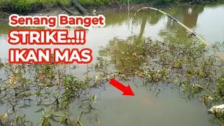 Senang LUARBIASA strike IKAN MAS dan ikan nila BABON | Mancing ikan mas