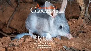 Issue #179 OUT NOW - Bilby Bounty: Rescuing Australia's desert emblem