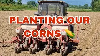 IT'S TIME TO PLANT OUR CORN SEEDS. #farming #farmlife #greece #corn #seedplanting