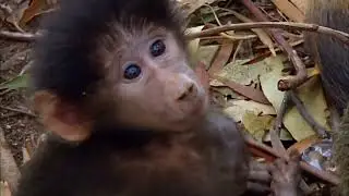 Table Mountain's (South Africa) - Last Baboons #documentary