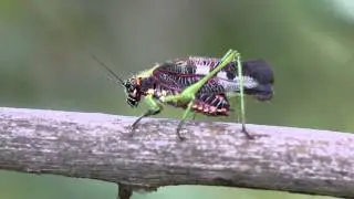 Chirping grasshopper (JL1A2663)