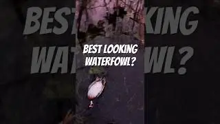 Best looking duck out there? #aceadventures #styleswithace #woodduck #mallard #merganser