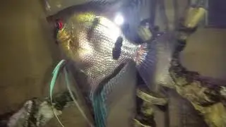Fishy Egg Follies
