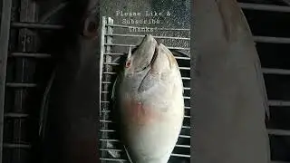 Unicorn Fish, so yummy!