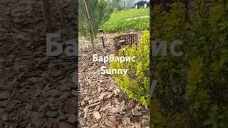 Барбарис Sunny в саду и его приросты #садоводство #дача #сад