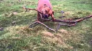 VID-20110215-00002
