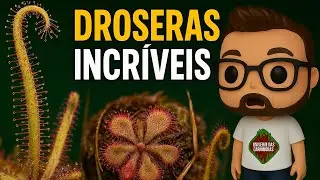 DROSERAS | O BRASIL &Eacute; O PA&Iacute;S DAS CARN&Iacute;VORAS