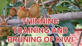THINNING OF KIWI FRUIT | PRUNING OF KIWI PLANTS | TRAINING OF KIWI PLANTS | KIWI FARMING UTTARAKHAND