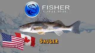 FISHER ONLINE DAILY - SAUGER - USA/CANADA 1000 ISLANDS