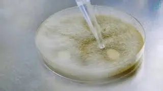 BioSpec Norway laboratory: Lipid production by filamentous fungi