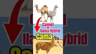 Mix of two distinct species #camel #llama