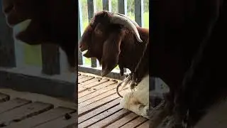 BEST WEIGHT GAINING GOAT BREED BOER