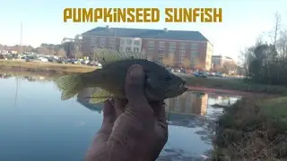 Don't Sleep On Those Hospital Ponds!!! #FishingWithMaYo #LongearSunfish #Youtube