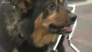 Special needs dog returns to Gwinnett County Jail after several adoption attempts