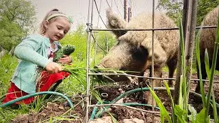 Building a Deep Bedding Pig Shelter from what we've got!