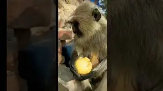 monkey eating candy @chiks-  @UltraBollywood  @tseries  #shorts #chhotudada #mrindianhacker#viral