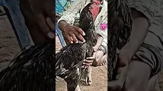 #shorts #seval  🐔seval lover#WhatsApp status video