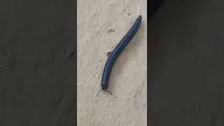 5white-legged snake millipede(Cylindroiulus caeruleocinctus)millepattes,iule des jardinsألفية الأرجل