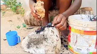 HOW TO CRACK CASHEW SHELLS TO EXTRACT THE NUTS #coastalliving #cashewnuts #viralvideo