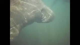 Swimming with Manatees!