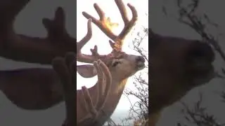 Heavy Buck With Extras Photobombs Other Buck!