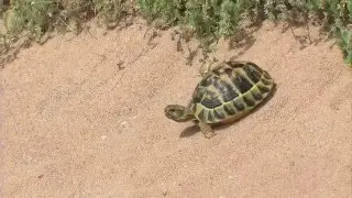 REPTILES OF SARDINIA
