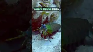 Mantis Shrimp Vision