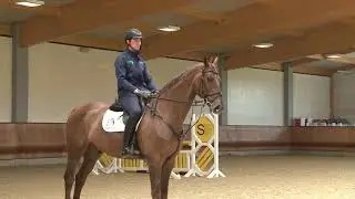 Jamie Gornall, International Showjumper