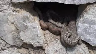 Vipera ammodytes ammodytes IV