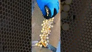 Beach Cleanup Treasure Hunt: Lost Jewelry & Lots of Coins!