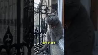 The meaning of cat tail language  #catsofyoutube #dailymeow #shorts
