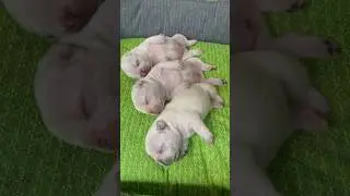 Cuteness overload in 3...2...1... Nap time! 🥰