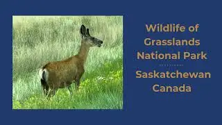 Wildlife of Grasslands National Park in Saskatchewan