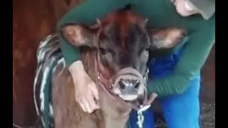 Texas Longhorn Calf Premier Chizm RQR